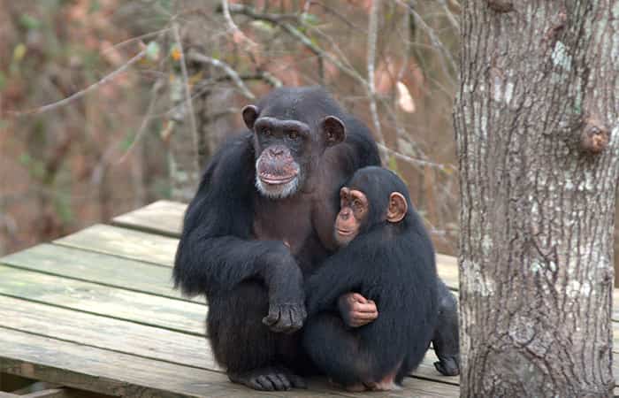 series disney+: Santuario de chimpancés