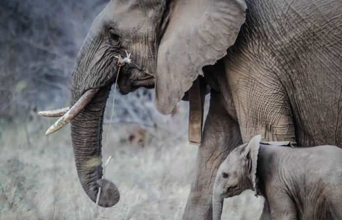 Elefante con su cría