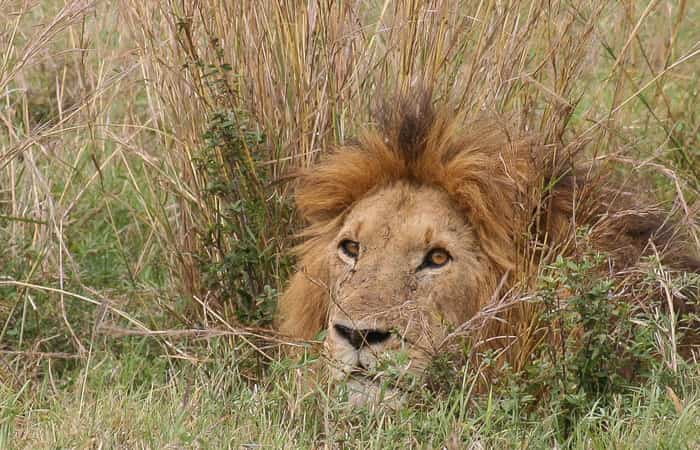 Un león en la sabana