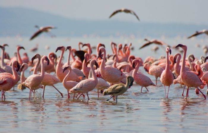 Kenia con niños: flamencos en el lago Nakuru