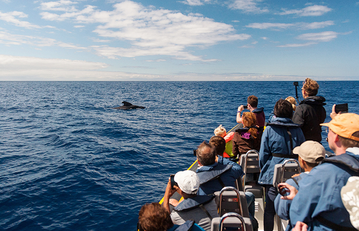 Islas Azores: avistamiento de cetáceos
