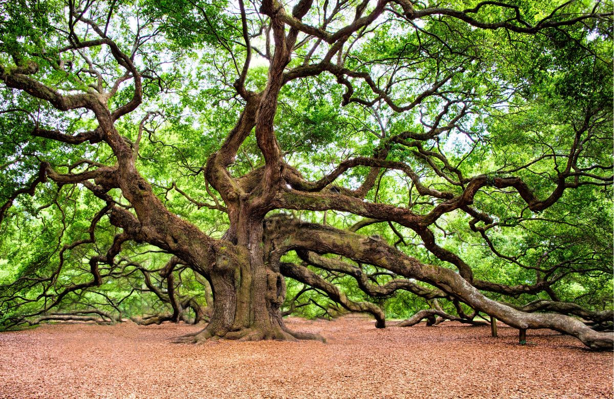 El árbol mágico