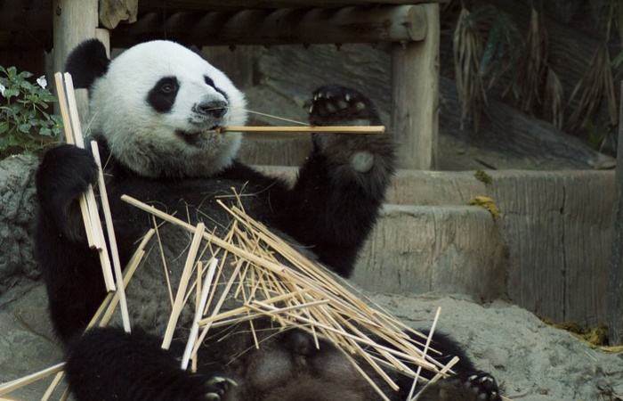 Oso panda, especie amenazada