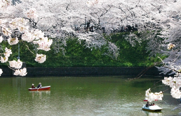 Curiosidades de Japón: cuando florecen los cerezos