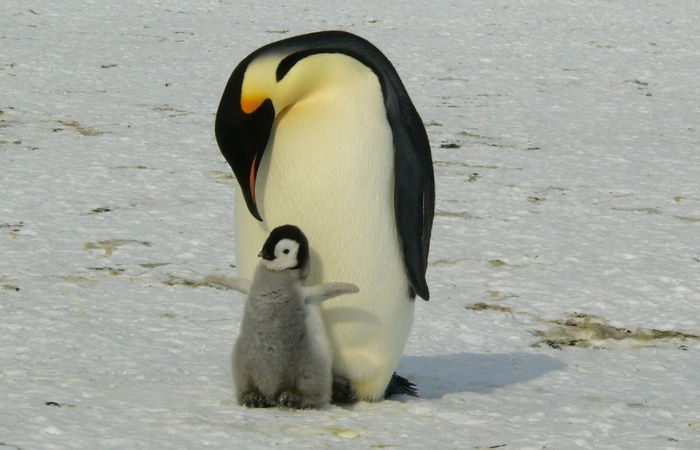 Pingüino con su cría. Curiosidades de la antártida