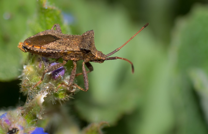 Picaduras de insectos: las chinches