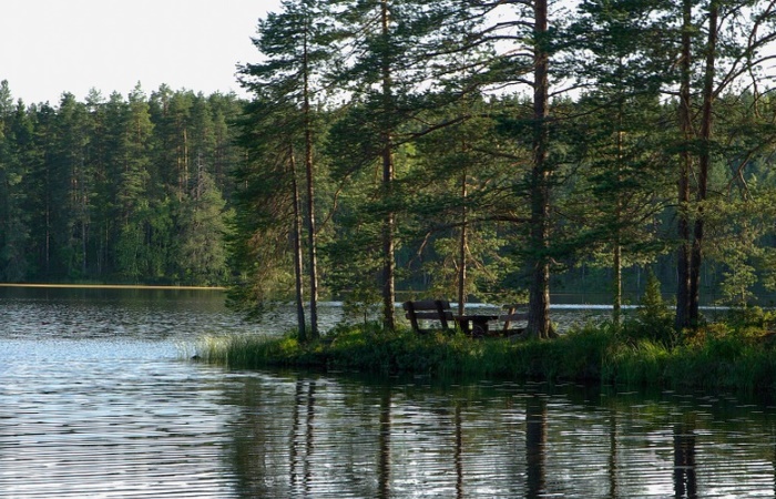 Bosque junto a un lago. Curiosidades de finlandia
