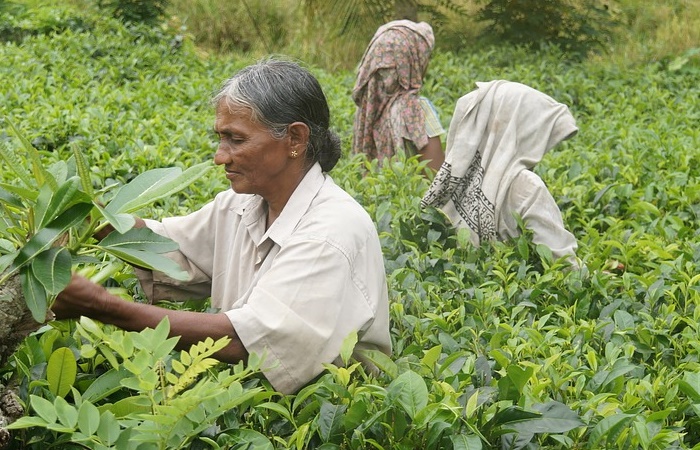 curiosidades de sri lanka: campos de té