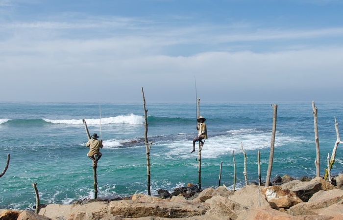 Pescadores zancudos en Sri Lanka