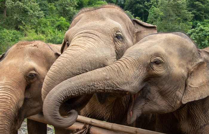 curiosidades de tailandia: Elefantes