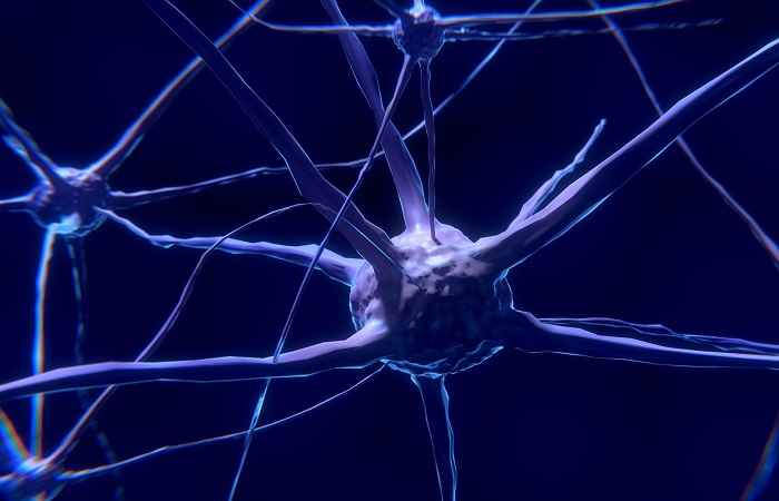 Conexiones neuronales, clave del desarrollo del cerebro de los niños