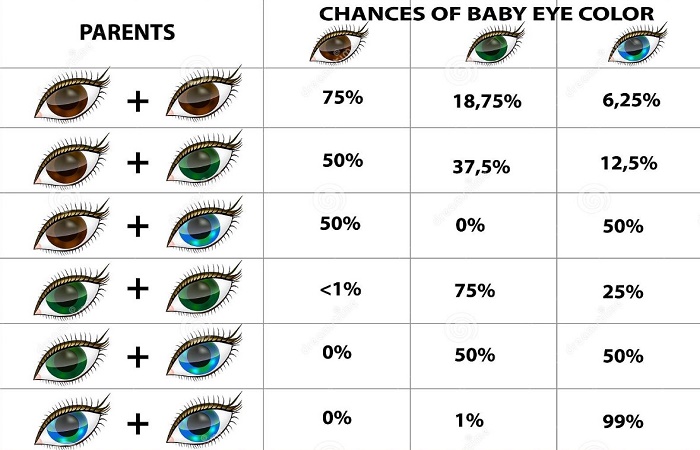Cuándo les cambia el color de ojos a los bebés: tabla de prevalencias genéticass 