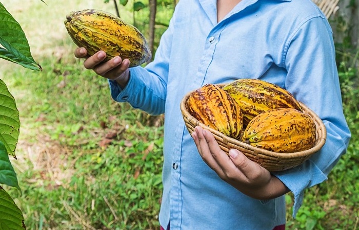 La relación entre el cultivo del cacao y la esclavitud infantil: ¿de dónde procede el chocolate que consumimos?