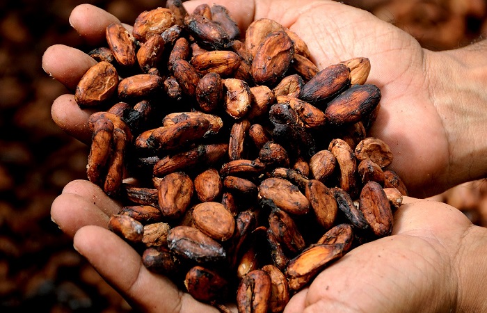 La relación entre el cultivo del cacao y la esclavitud infantil, probada