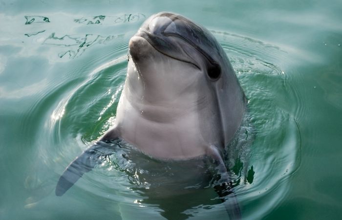 delfinn 