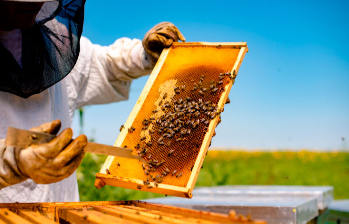 Experiencias gastronómicas Madrid colmena apicultor miel 