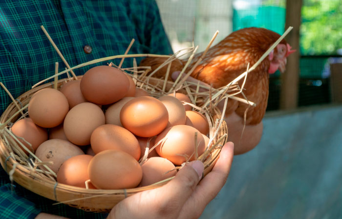 experiencias gastronomicas gallinas huevos madrid