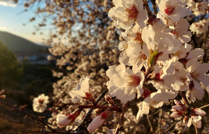 Flores de cerezos. Floración en Sierra Mágina
