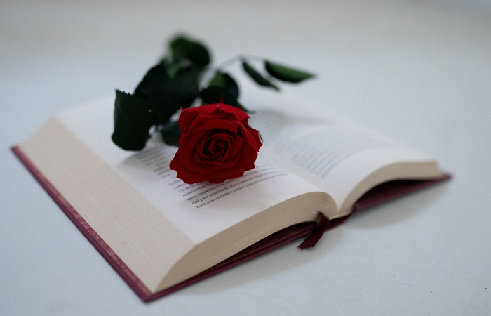 por qué se celebra el día del libro: una rosa y un libro