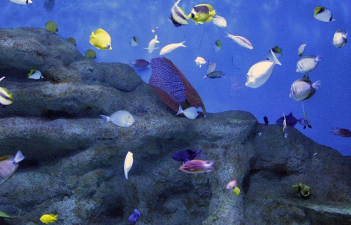 aquarium roquetas de mar