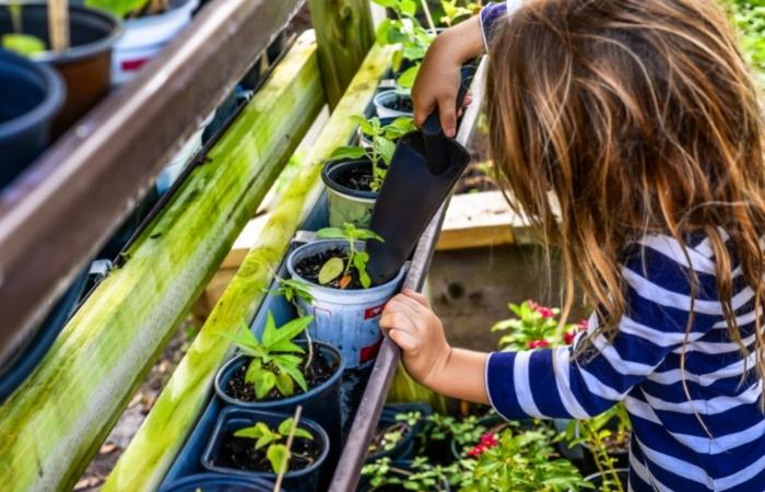 Ideas para que los niños colaboren con las plantas que hay en casa