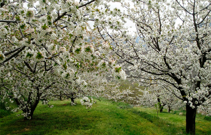 Cerezos en flor Valle del Jerte