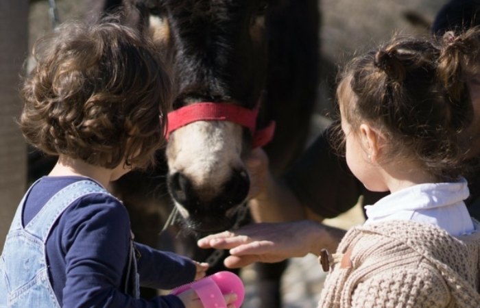 La sierra de Madrid con burros