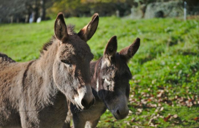 La Sierra de Madrid con burros