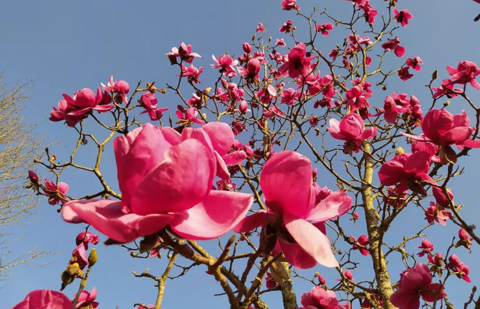 Magnolias en Lur Garden, Oiartzun, Guipúzcoa 