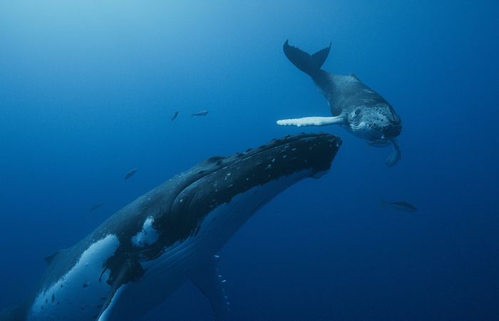 Las Guardianas del Planeta