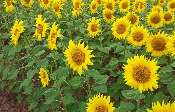 Brihuega flores amarillas con semillas de pipas