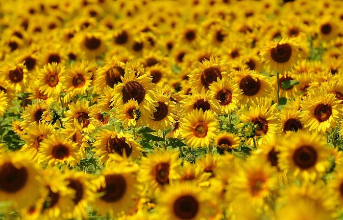 flores amarillas que miran al sol en Málaga