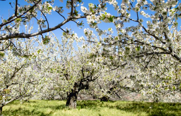 Escapadas rurales: Valle del Jerte, cerezaos en flor