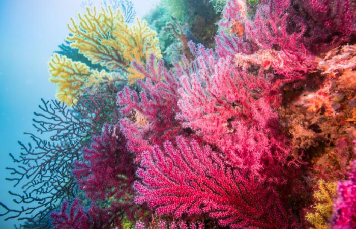 arrecifes de coral en españa islas medes