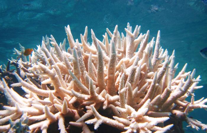 arrecifes de coral españa