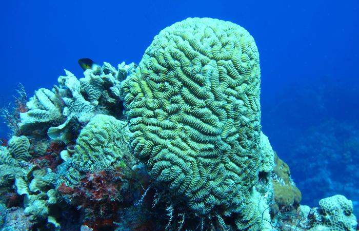 Arrecife Palancar coral cerebro