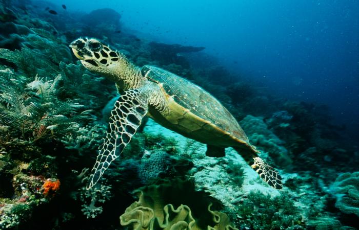 Raja Ampat indonesia coral