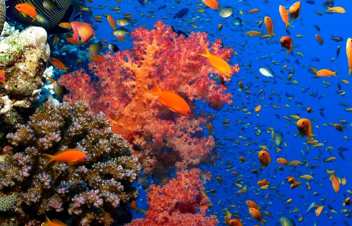 arrecifes de coral del mundo mar rojo Golfo de Áqaba