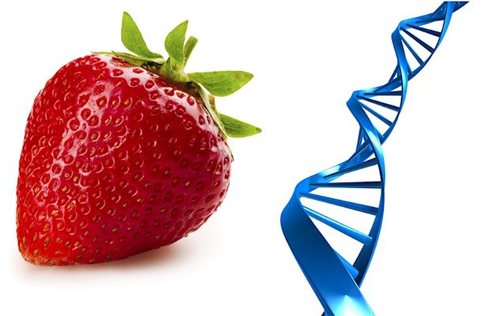 Estructura ADN de las fresas