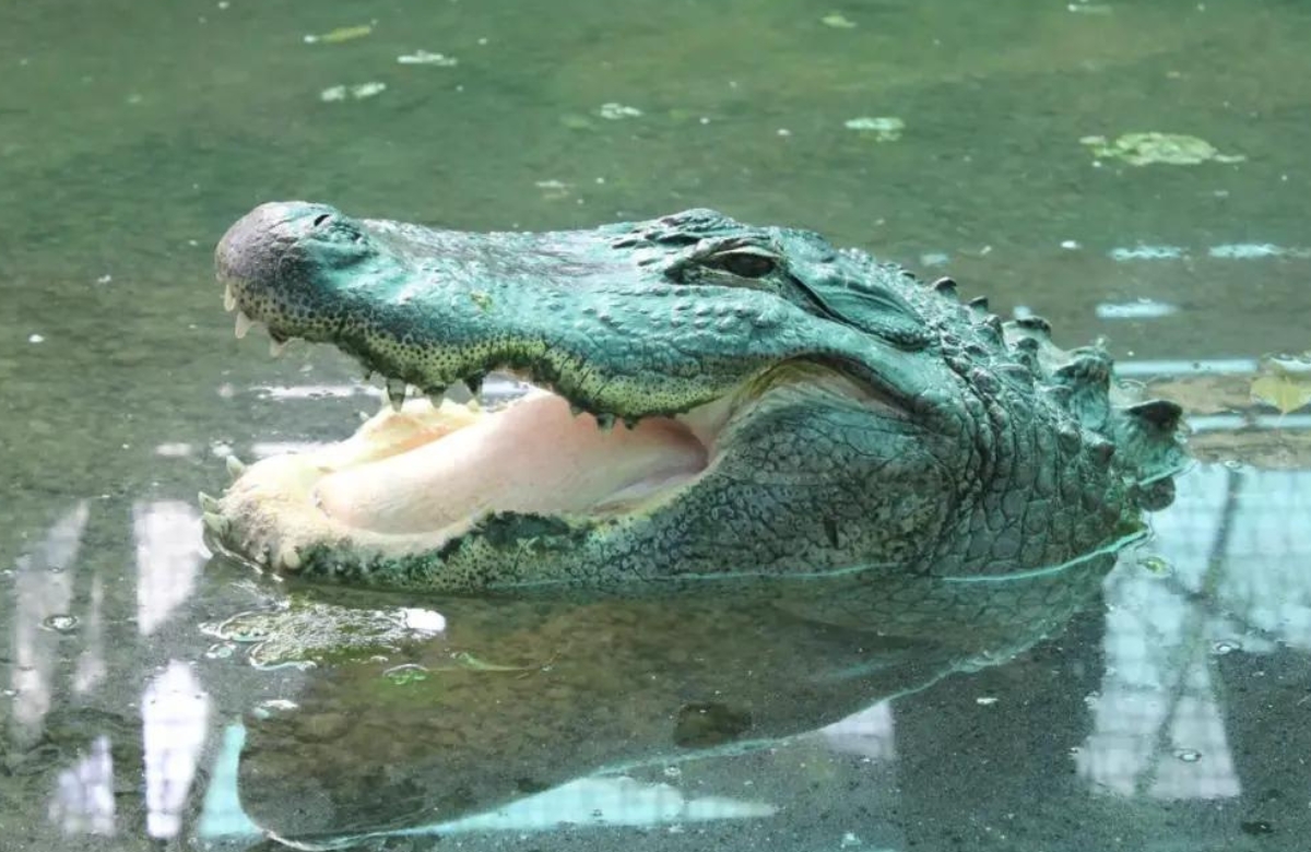Aligator en Crocodile Park