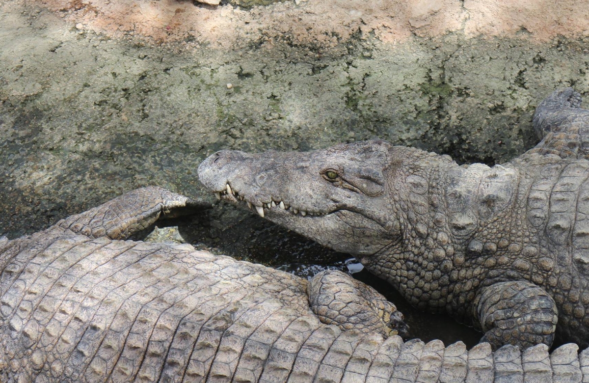 Cocodrilos en Crocodile Park