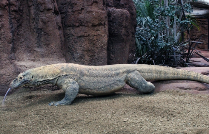Dragon de Komodo