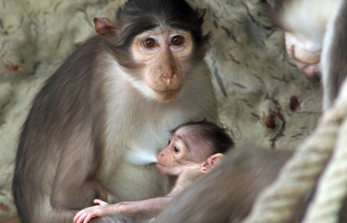 Galería de primates del Parque Zoológico de Barcelona