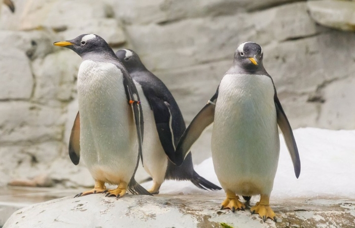 Pingüinario de Selwo Marina