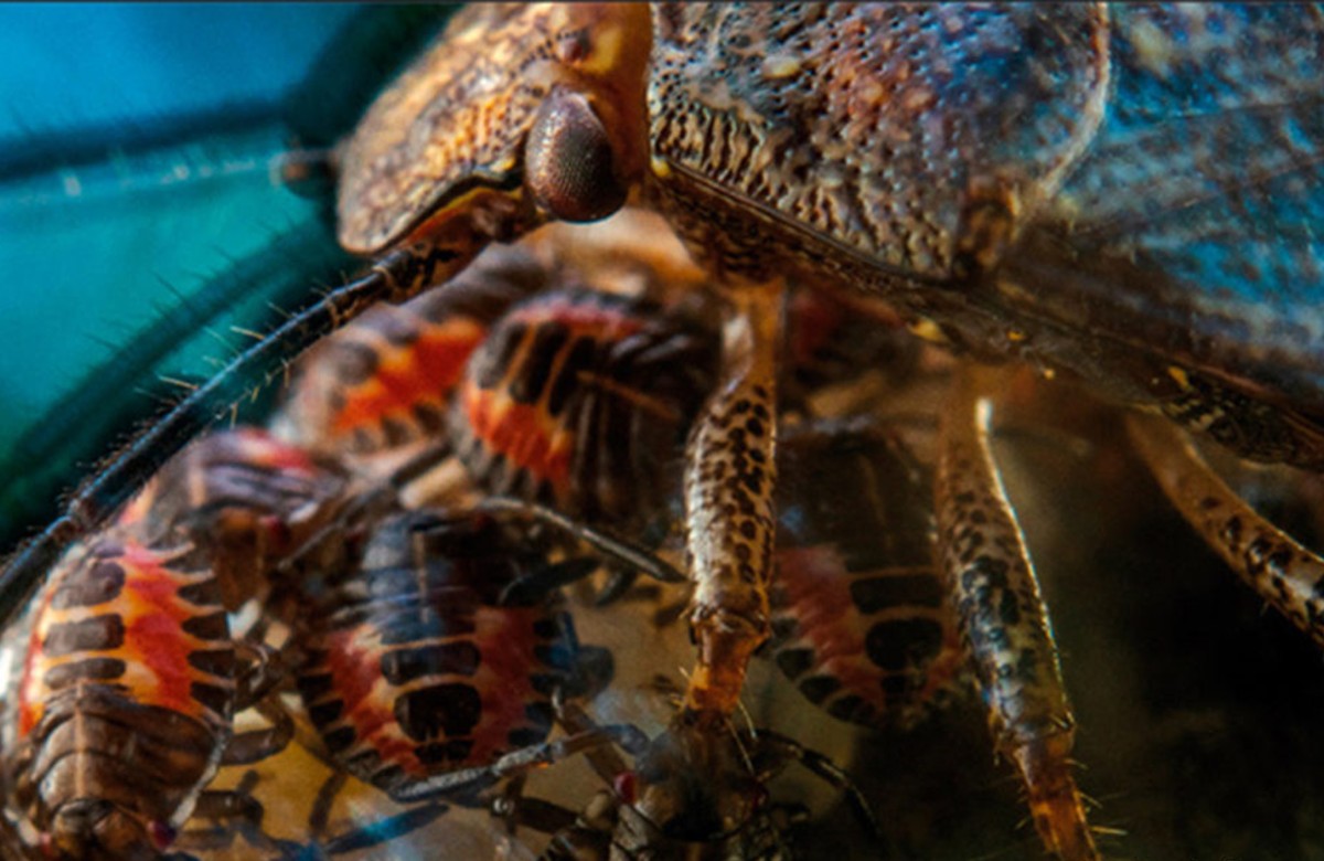 Exposición: Vida salvaje en imágenes