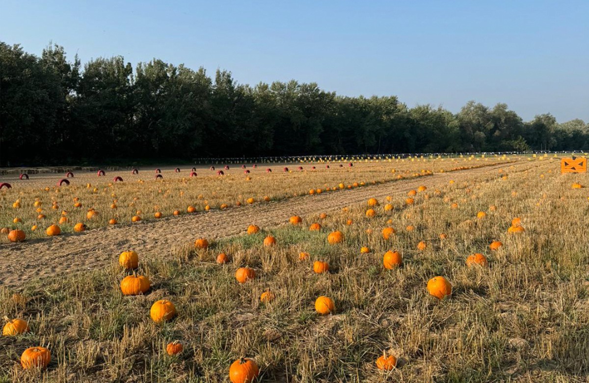 Pumpkin Patch - La Huerta de Aranjuez