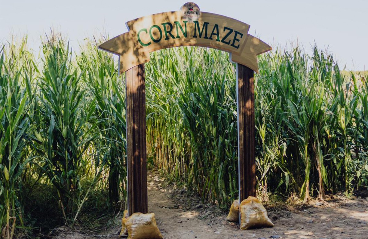 Pumpkin Patch - La Huerta de Aranjuez